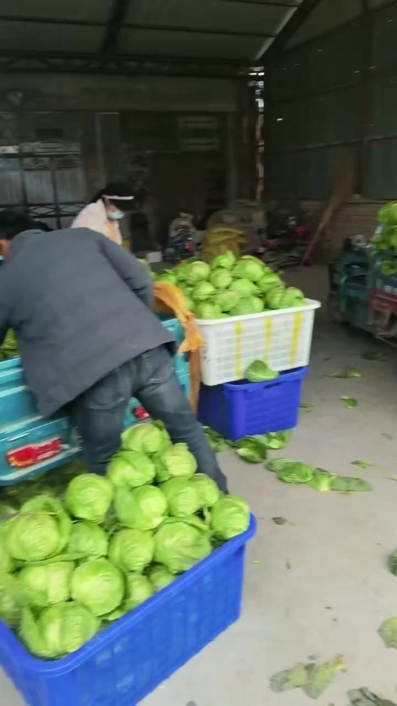 甘蓝大量供应，价格不高，需要的来山东金乡