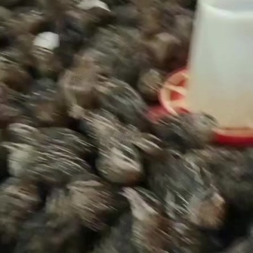 青年鹌鹑苗