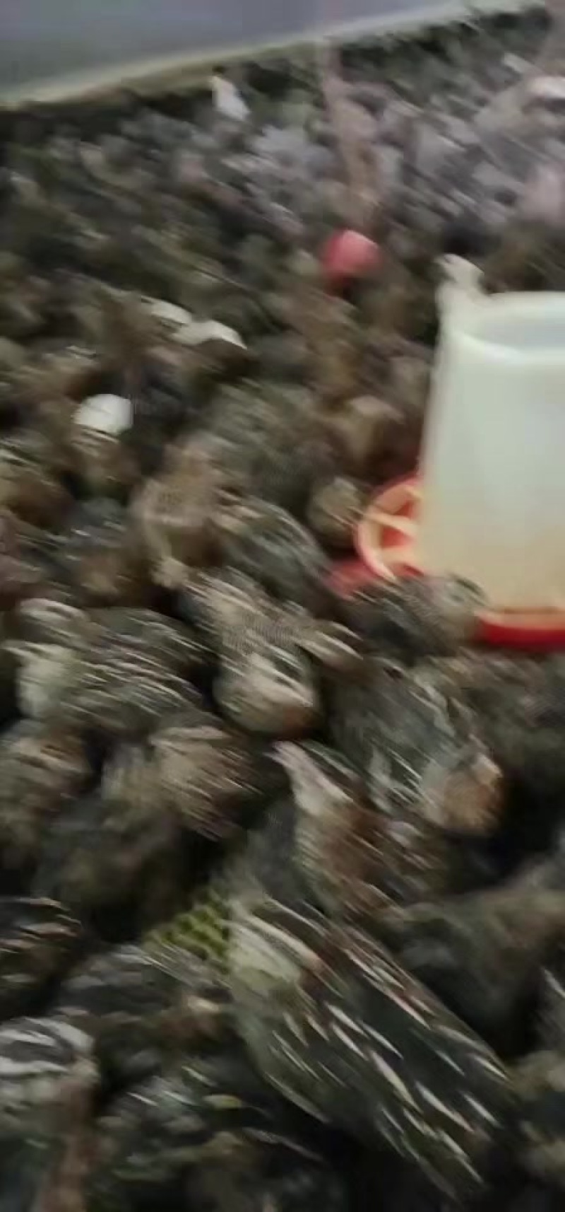 青年鹌鹑苗