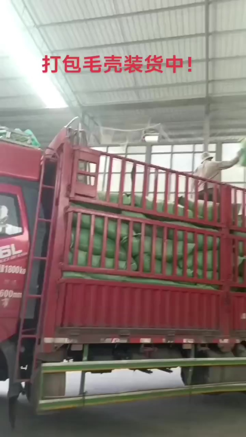 打包毛壳装货中