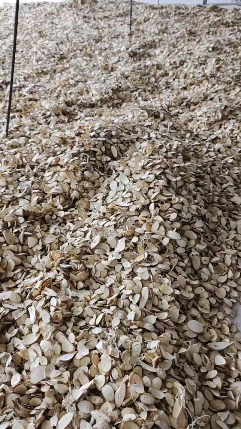 养蚕基地无农药残留桑枝切片1.5以上优质切片！欢迎各位老板