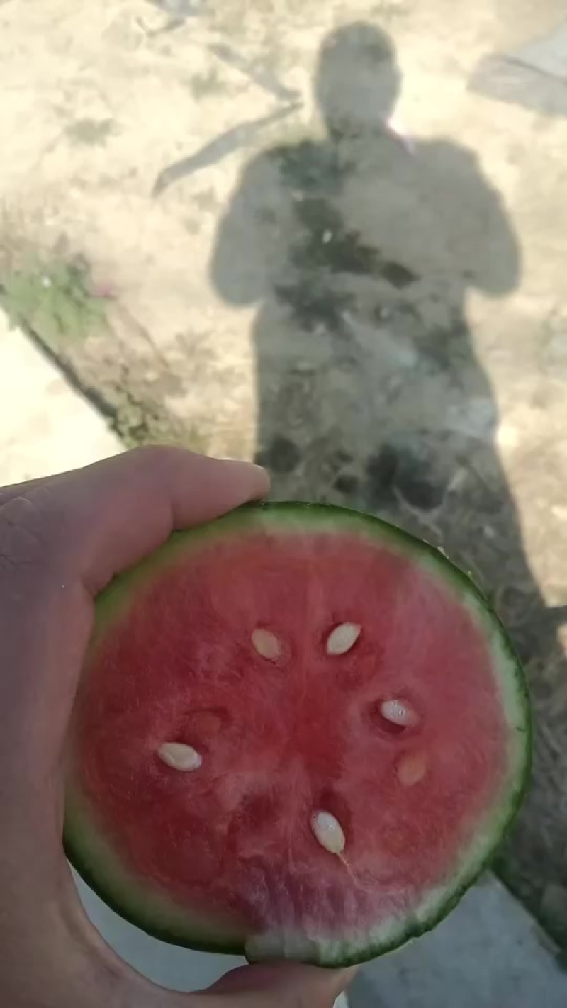 安徽砀山早春红玉