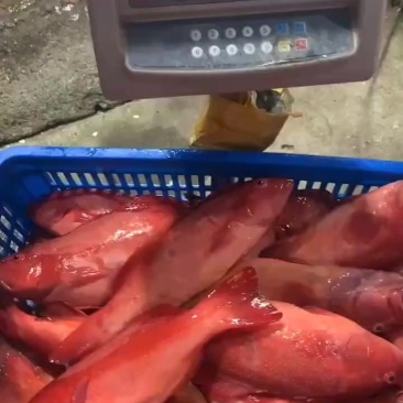 冰鲜东星斑