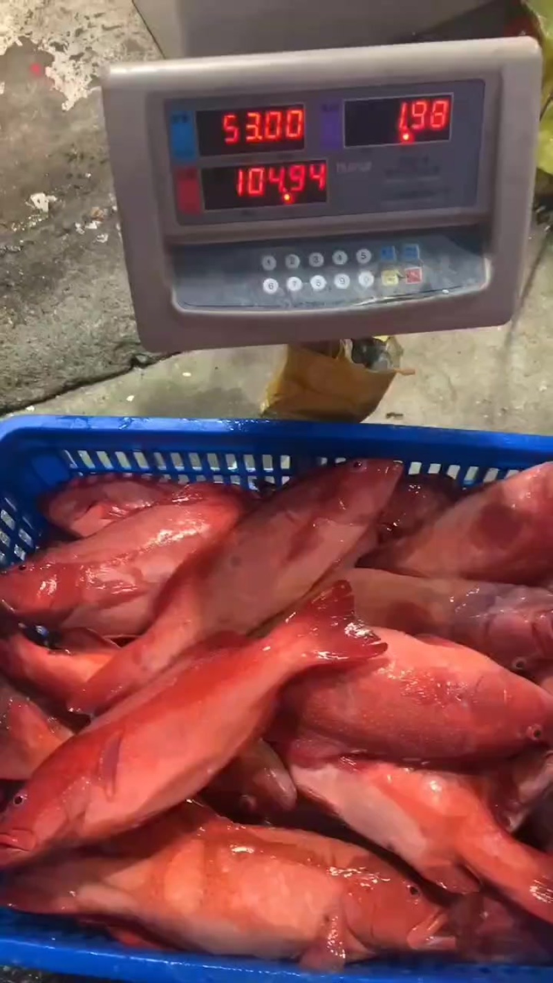冰鲜东星斑
