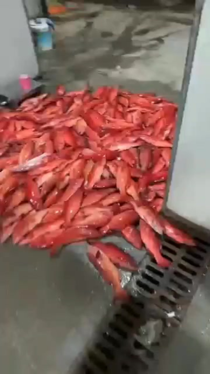 冰鲜东星斑