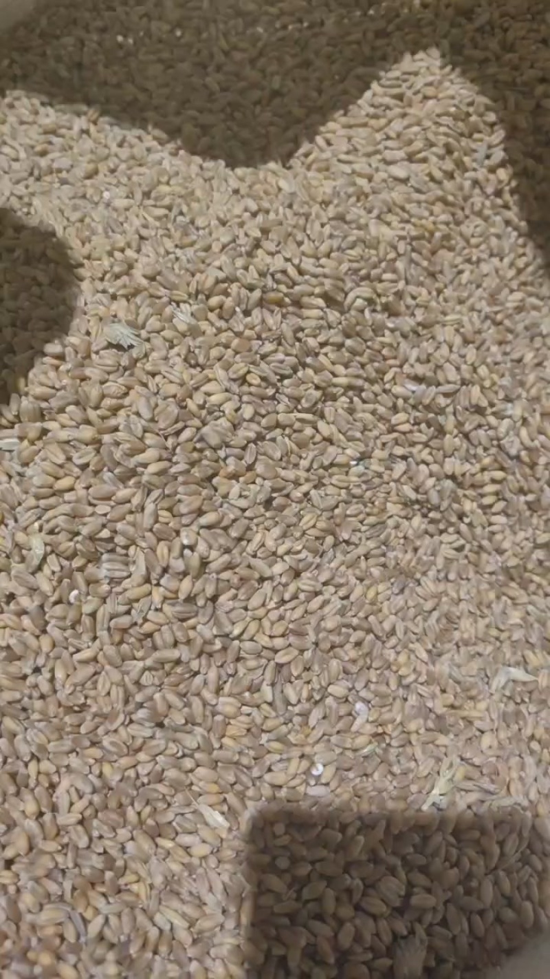 内蒙小麦