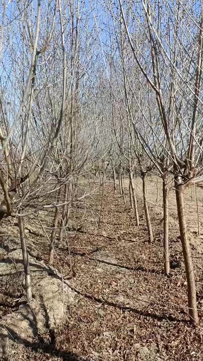 4公分起步一级山桃苗