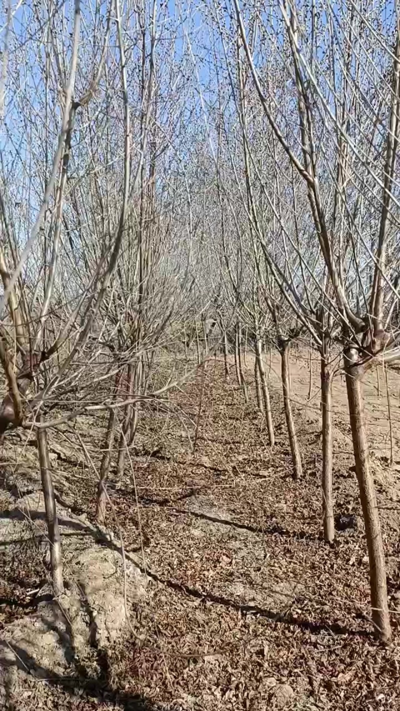 4公分起步一级山桃苗