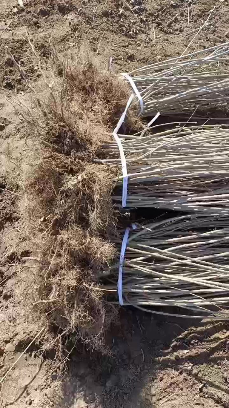 一米起步丁香苗，分枝多，冠大……