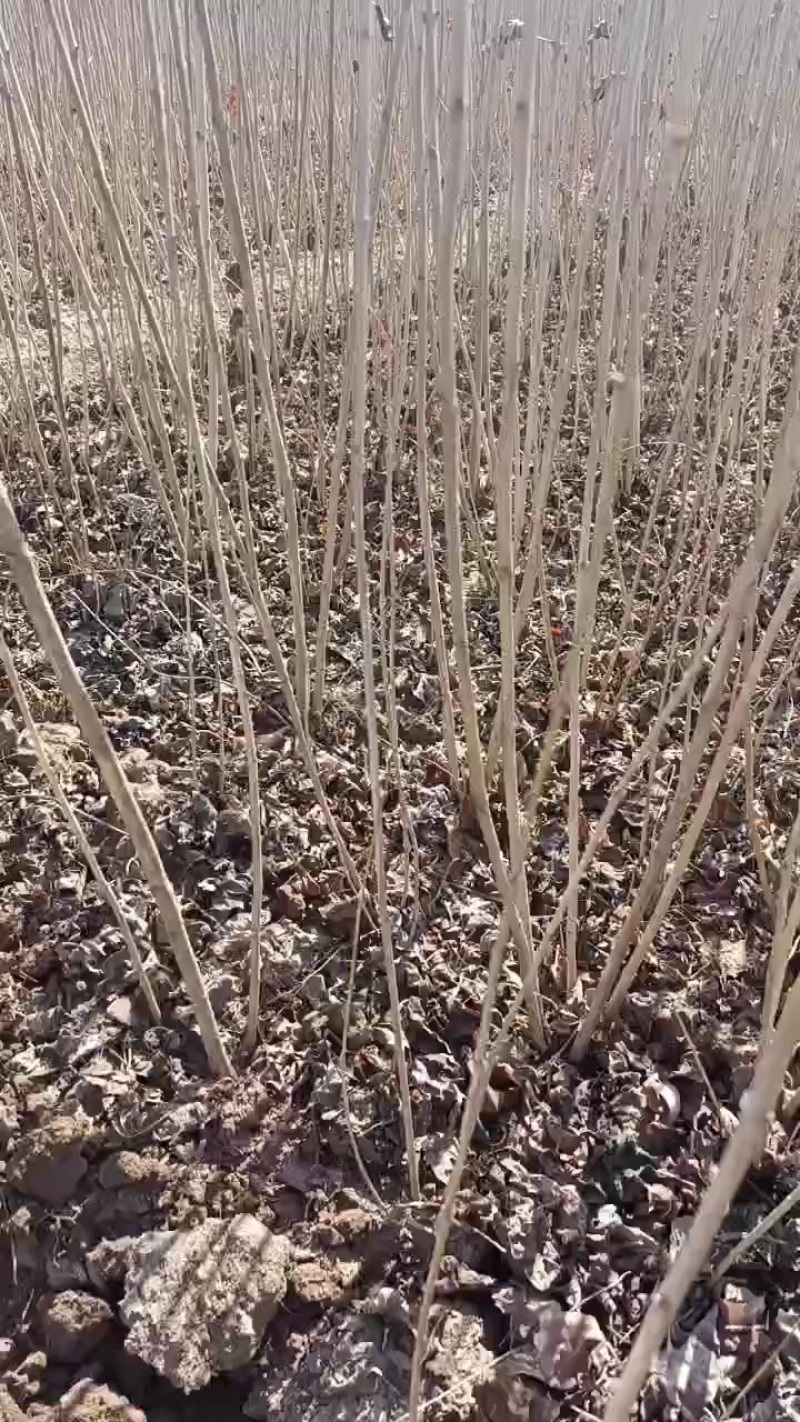 一米起步丁香苗，分枝多，冠大……
