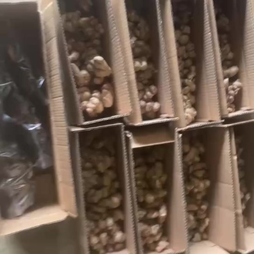 沙姜种子，电商一件代发，姜排，黑灵芝代发