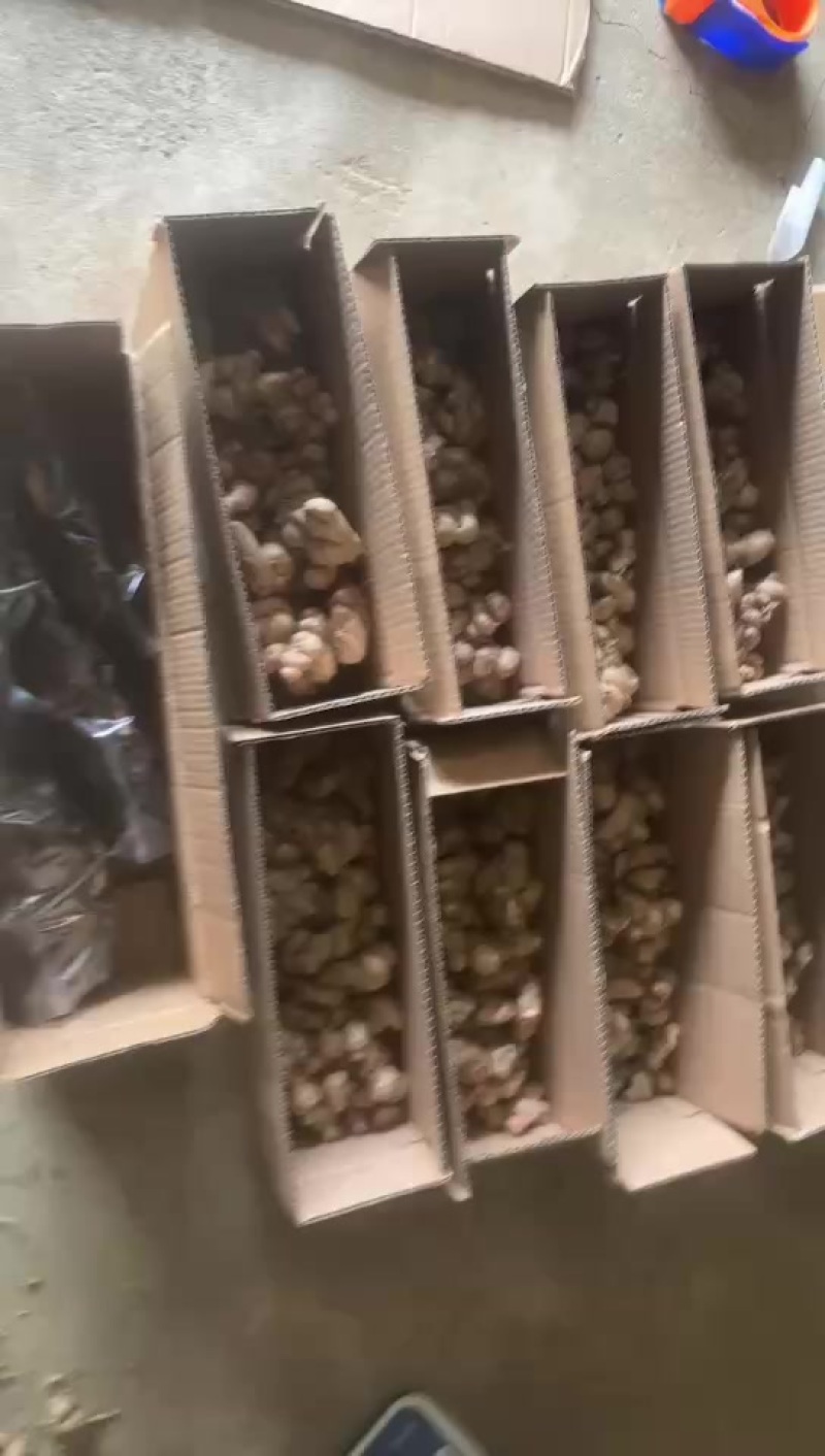 沙姜种子，电商一件代发，姜排，黑灵芝代发
