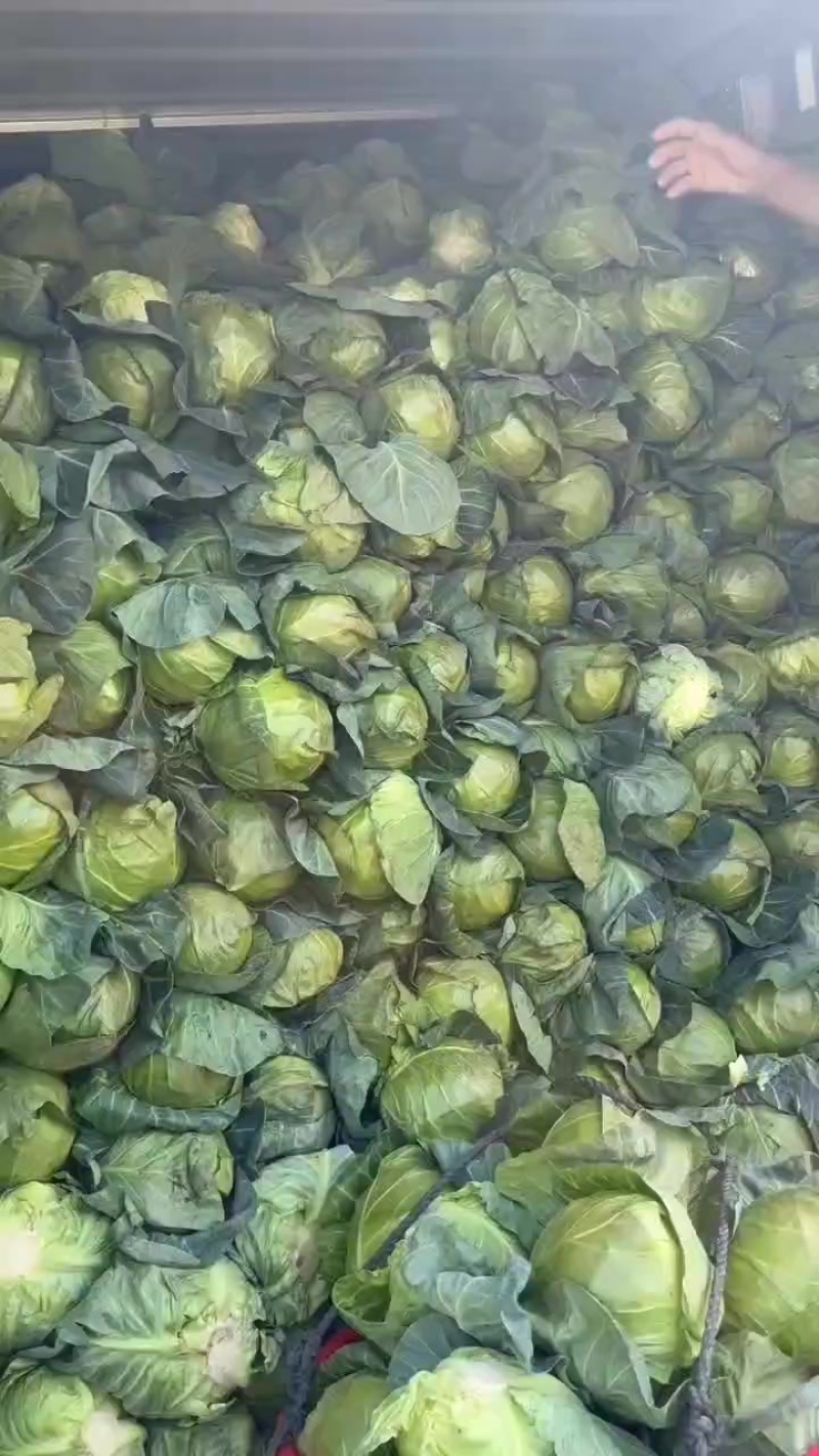 精品甘蓝2-3有货，价格便宜，质量保证，需要的联系