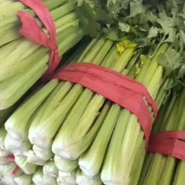 精品芹菜大量上市/质优价廉/对接档口批发市场超市等/全国