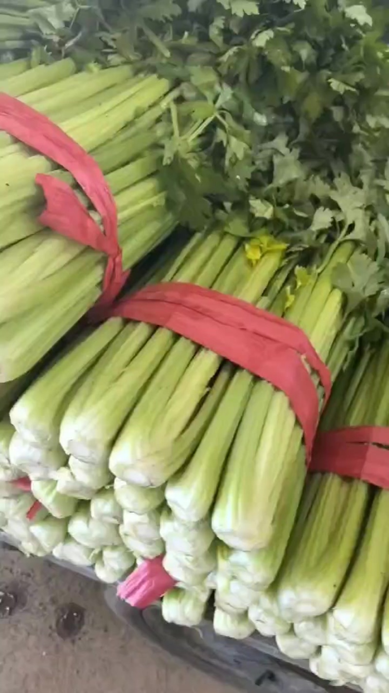 精品芹菜大量上市/质优价廉/对接档口批发市场超市等/全国