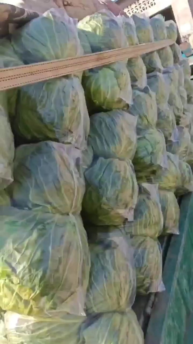 优质甘蓝产地发货，保质保量，可视频看货全国发货