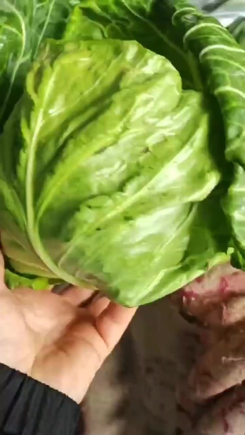 优质甘蓝产地发货，保质保量，可视频看货全国发货