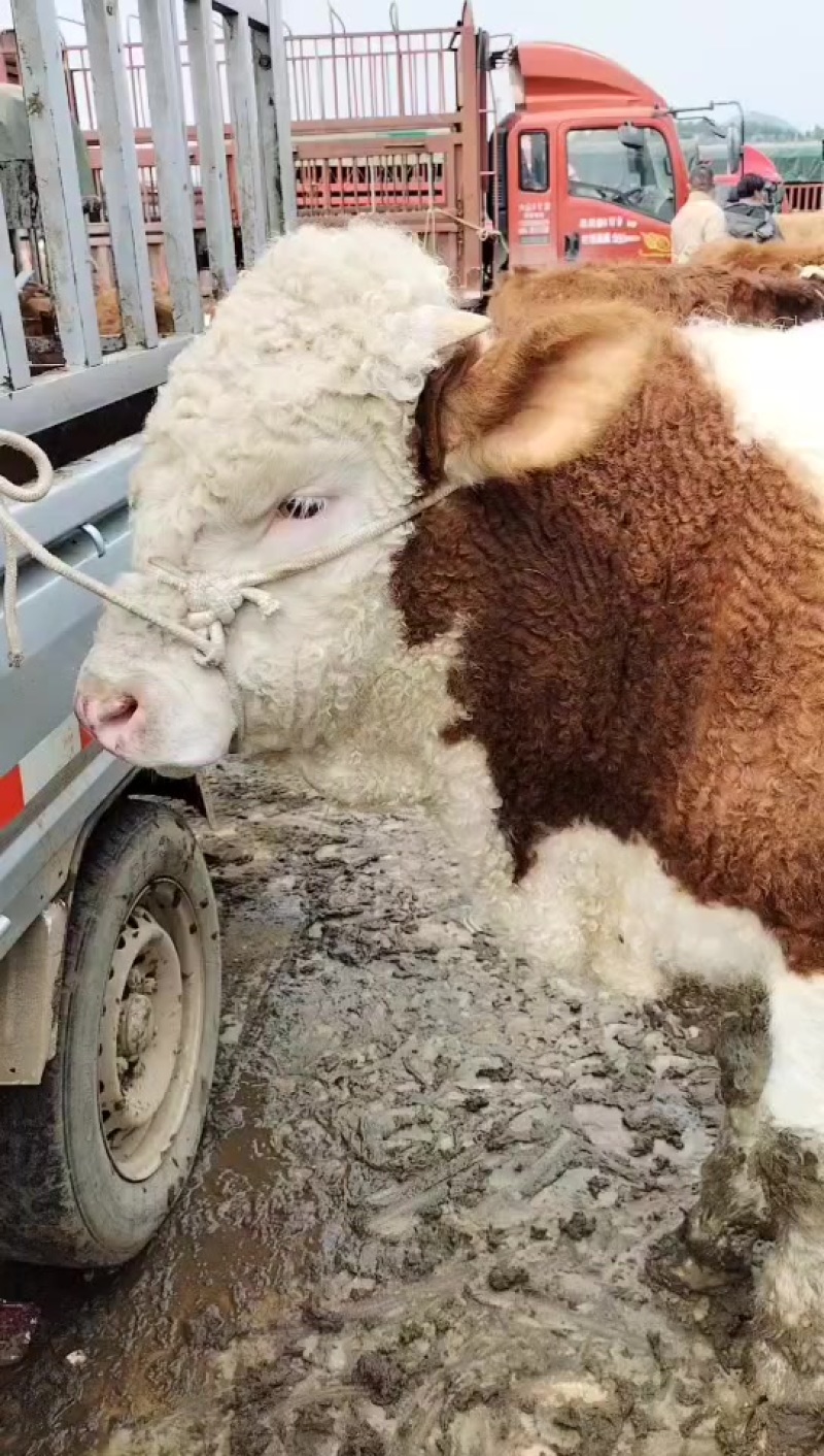 牛