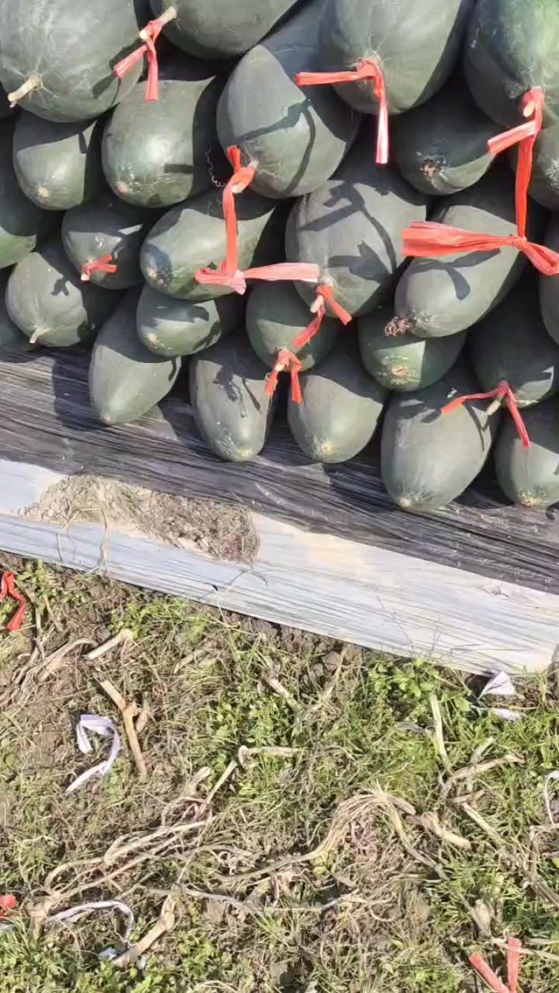 美美真的很美的冬瓜