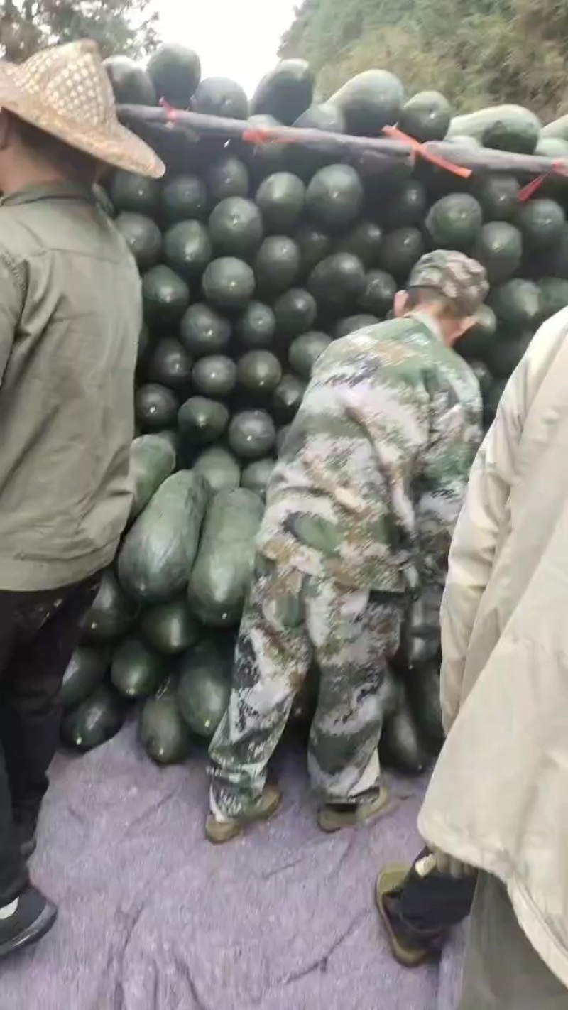 美美真的很美的冬瓜