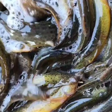 洪湖纯土泥鳅，俗称水中人参