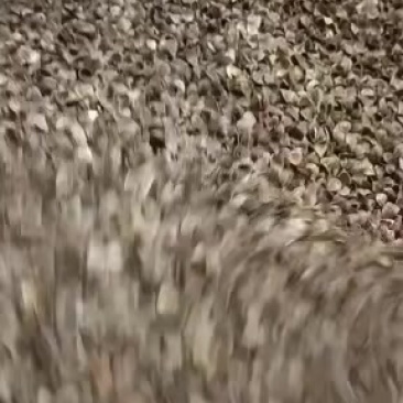 荞麦壳