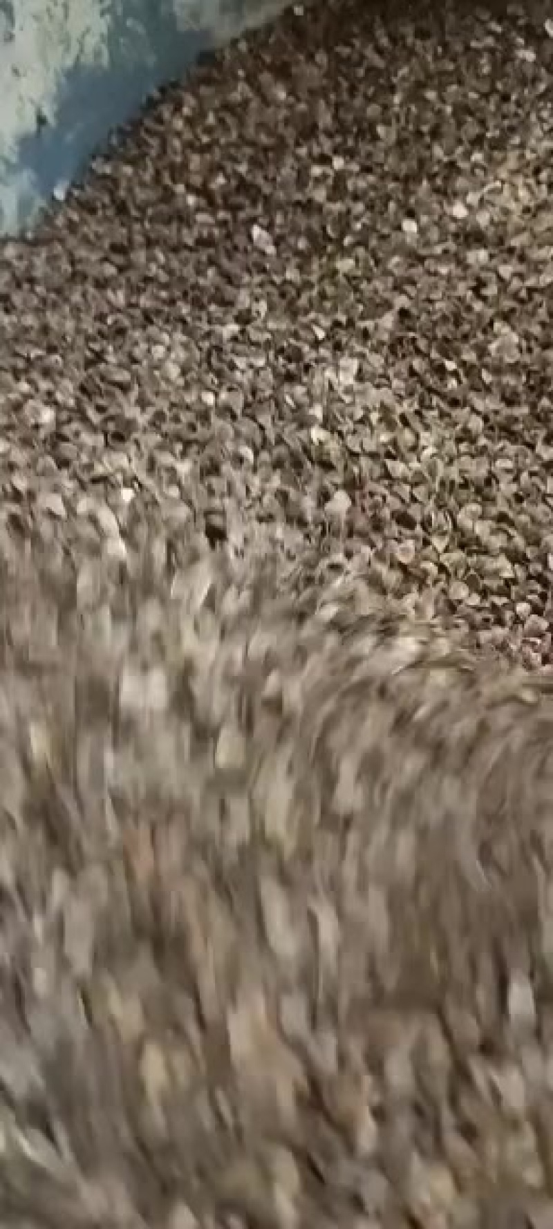 荞麦壳