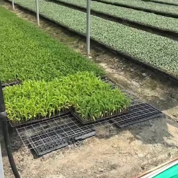 黄秋葵苗，可以算盘也可以算珠