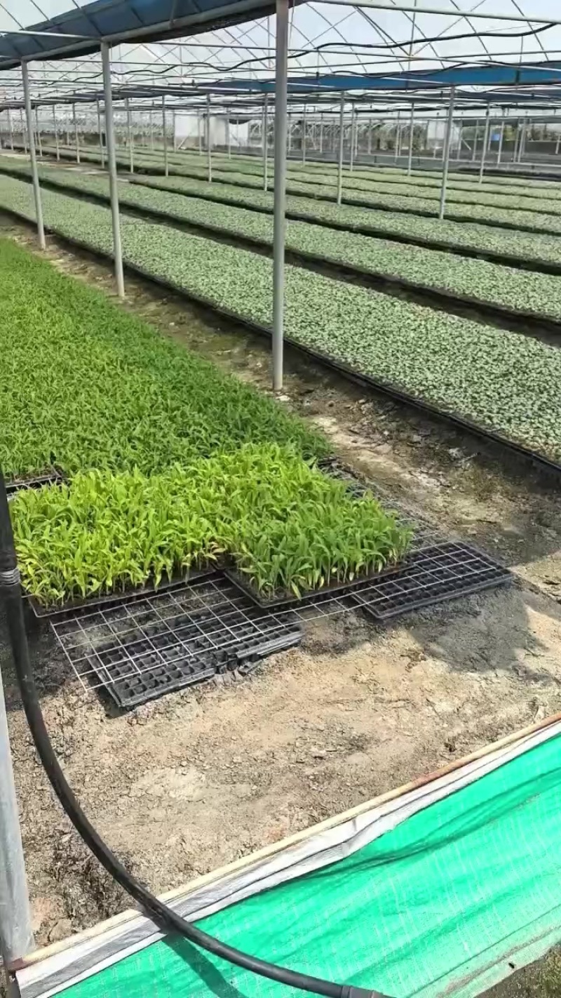 黄秋葵苗，可以算盘也可以算珠