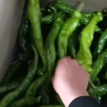 陇椒