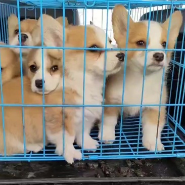 柯基犬柯基幼犬宠物狗自繁育柯基小短腿威尔士柯基