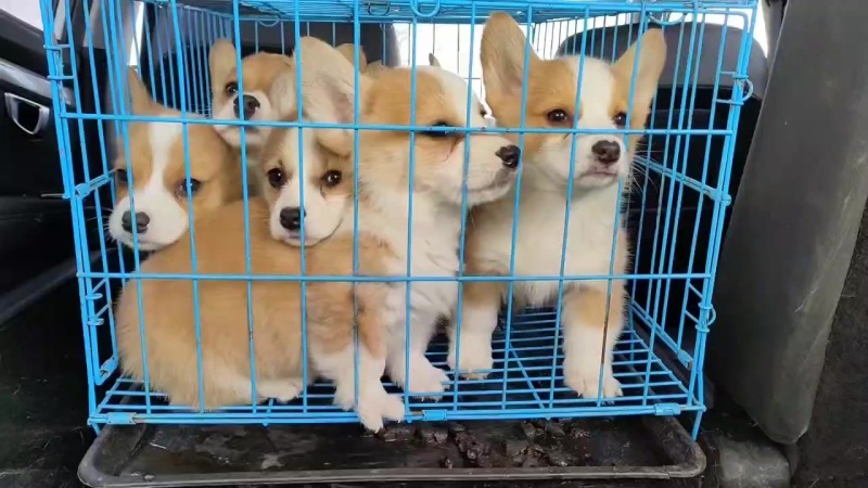 柯基犬柯基幼犬宠物狗自繁育柯基小短腿威尔士柯基