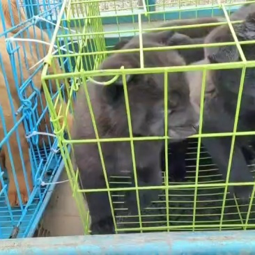 广西正宗五红五黑犬中华田园犬土猎犬赶山犬幼犬狗崽狗狗活体