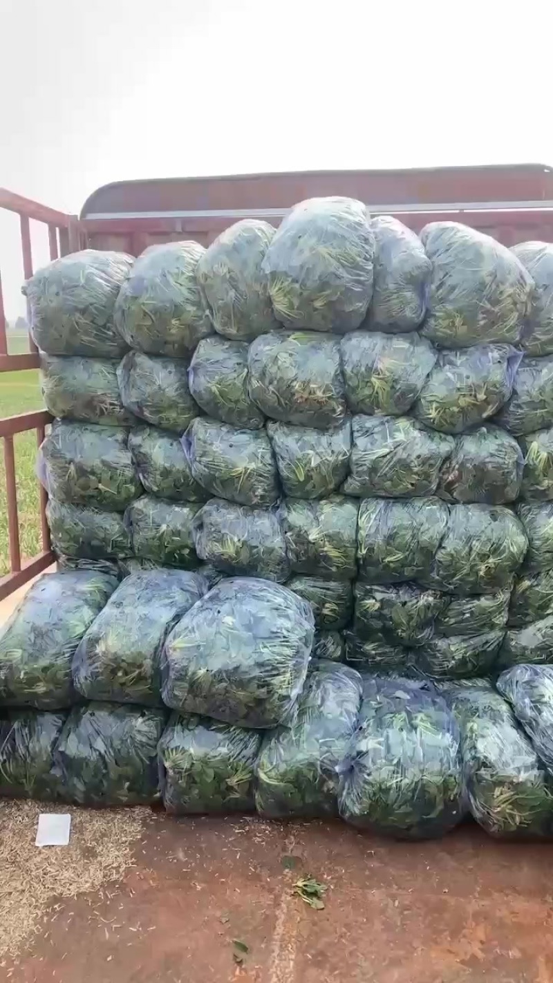 菠菜大量有货脱水菠菜