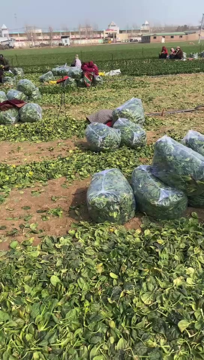 菠菜大量有货脱水菠菜