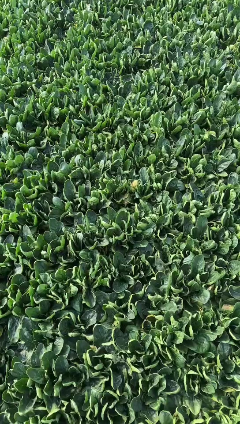 菠菜大量有货脱水菠菜