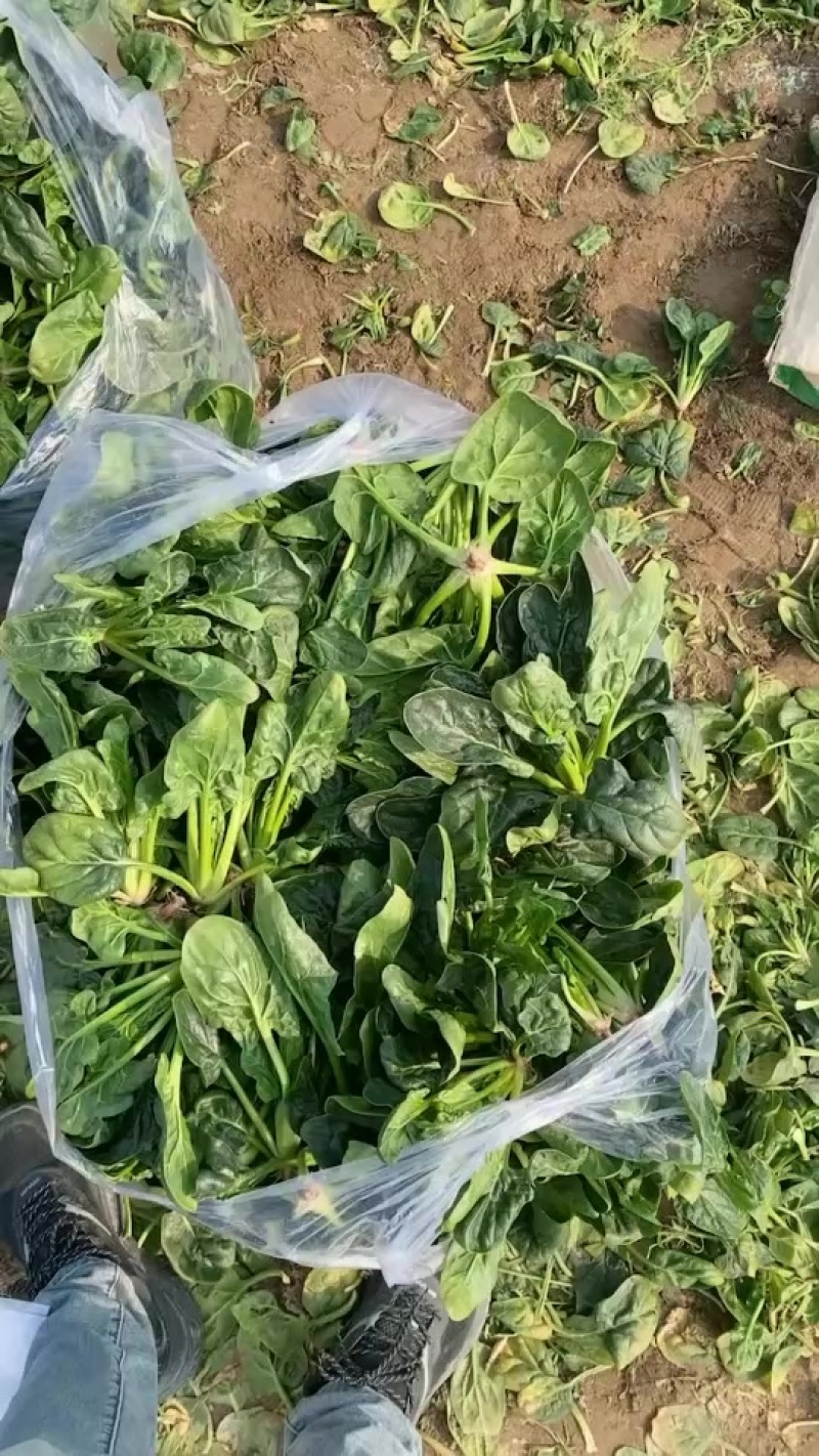 菠菜大量有货脱水菠菜