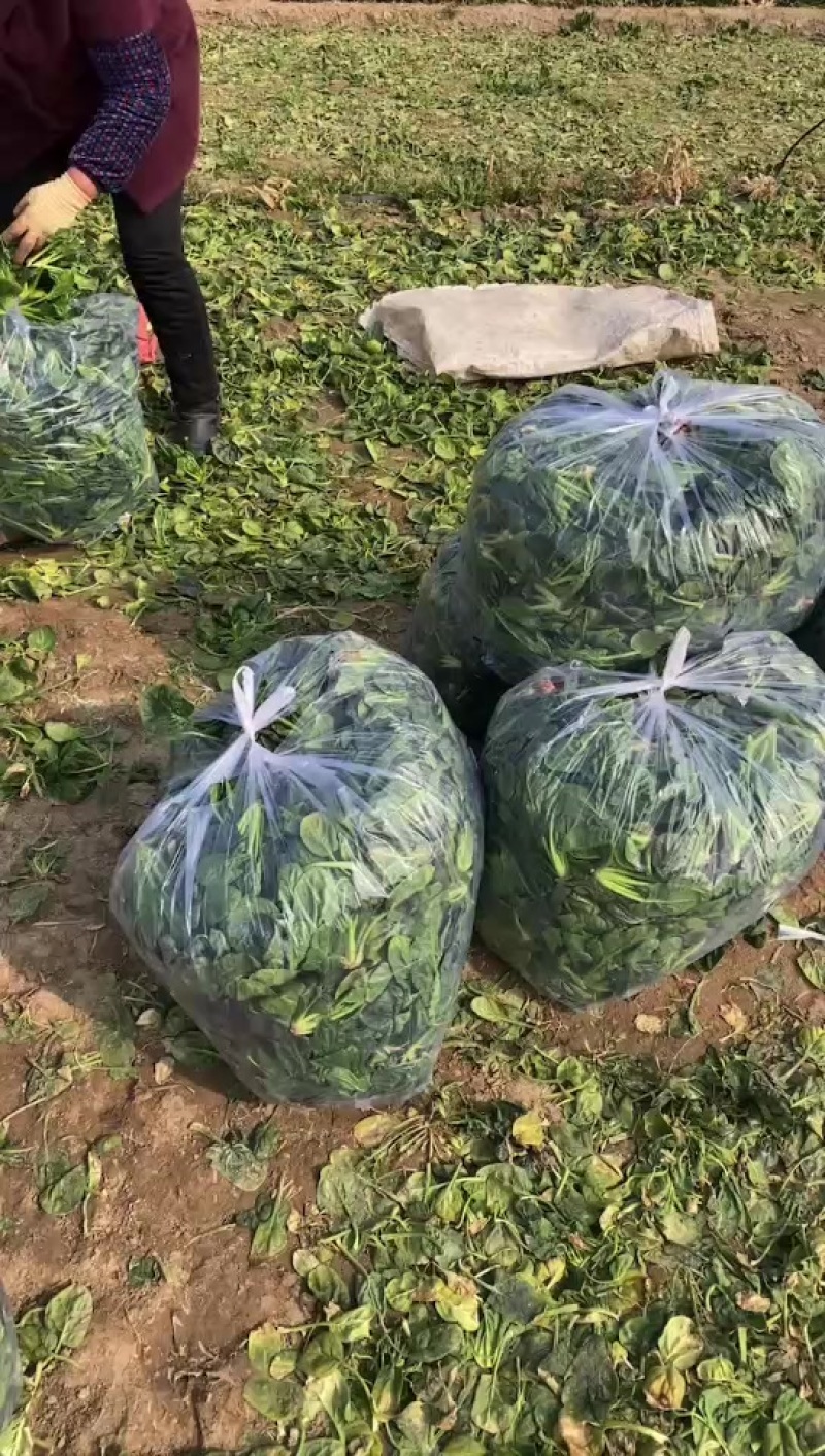 菠菜大量有货脱水菠菜