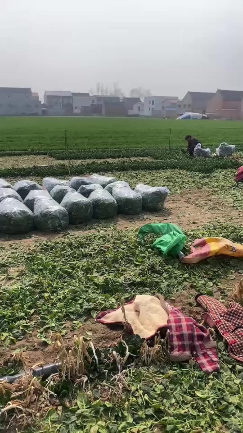 菠菜大量有货脱水菠菜