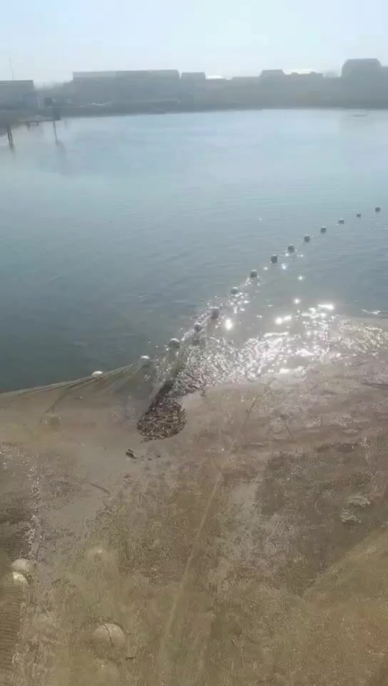 原塘口泥鳅苗现场捕捞发货