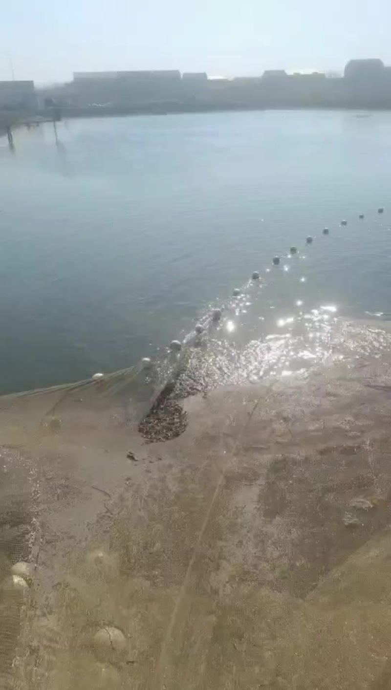 原塘口泥鳅苗现场捕捞发货