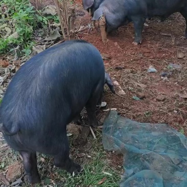 无抗土黑猪