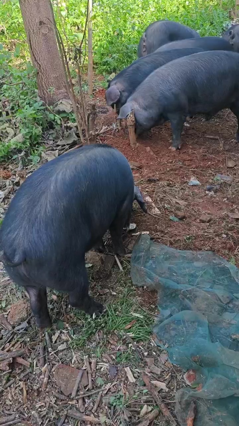 无抗土黑猪
