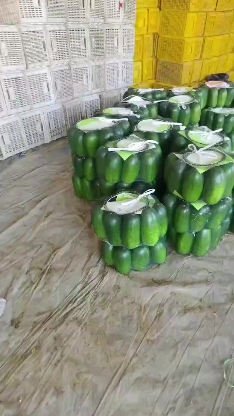 绿皮小冬瓜