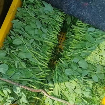 豌豆尖