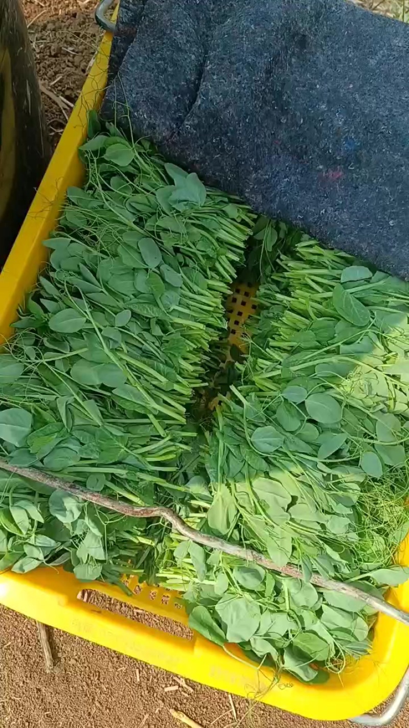 豌豆尖