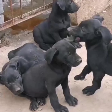 黑狼幼犬