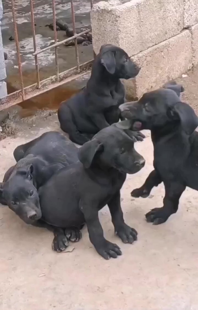 黑狼幼犬