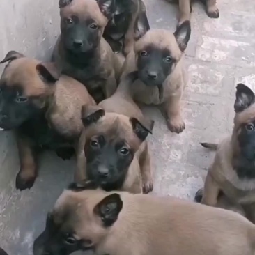 马犬幼犬