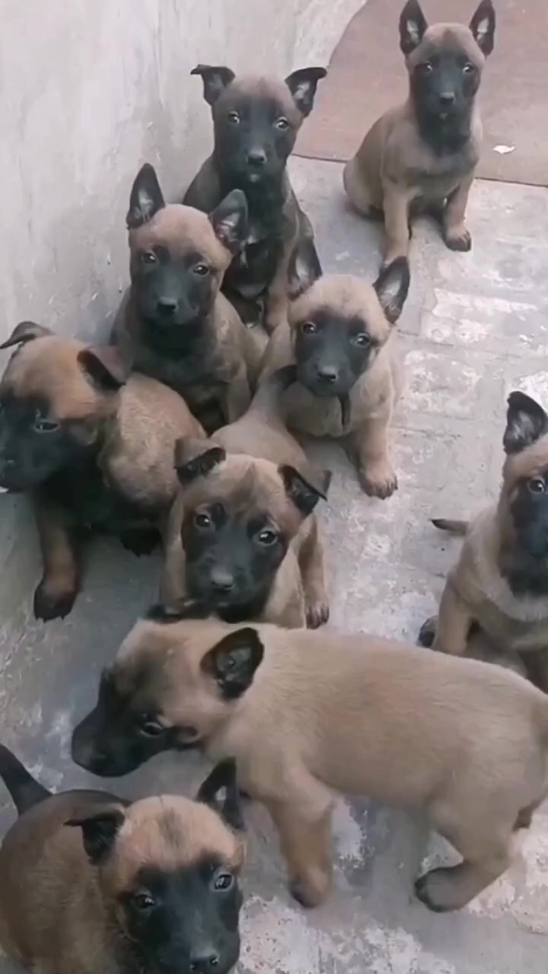 马犬幼犬